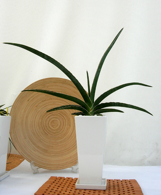 観葉植物・稀少サンスベリア.ペロッティ ロングスクエアホワイト