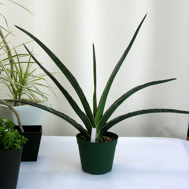サンスベリア ペロッティ Sansevieria perrottetii サンセベリア・ペロッティ・カタナ - 植物と暮らす m-plant