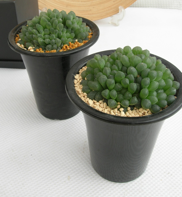 青蛇伝　ハオルチア　オブツーサ錦 青蛇伝ハオルチア多肉植物オブツーサ錦