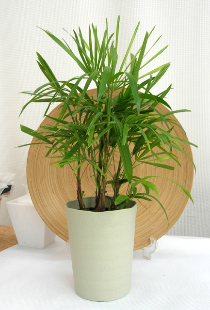 雲南シュロチク 観葉植物 三本立て レア 雲南シュロチク - Collection