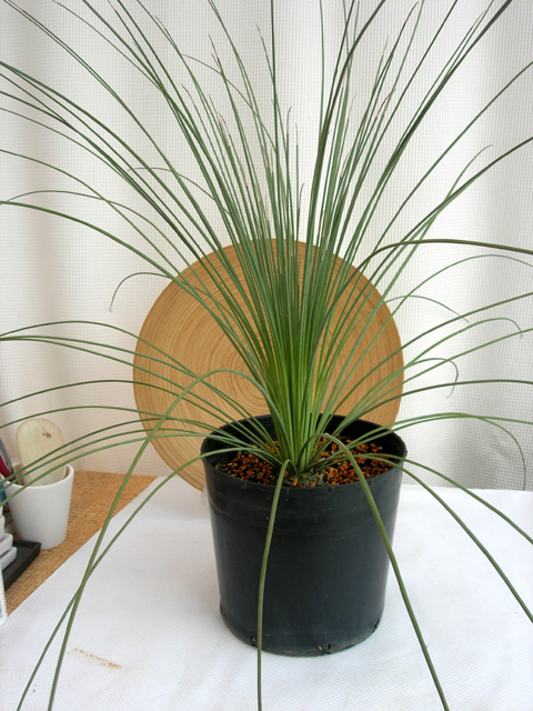 激レアなメキシカン グラスツリー国産実生 観葉植物の種類が豊富 通販