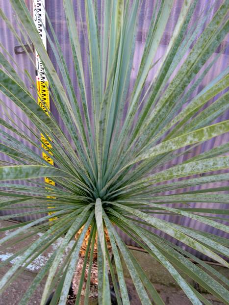 稀少品の特大のユッカ・ロストラータが入荷しました。観葉植物の種類が