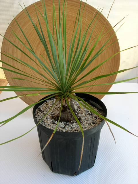 たいへん珍しい稀少品のユッカ・ロストラータ盆栽風 観葉植物の