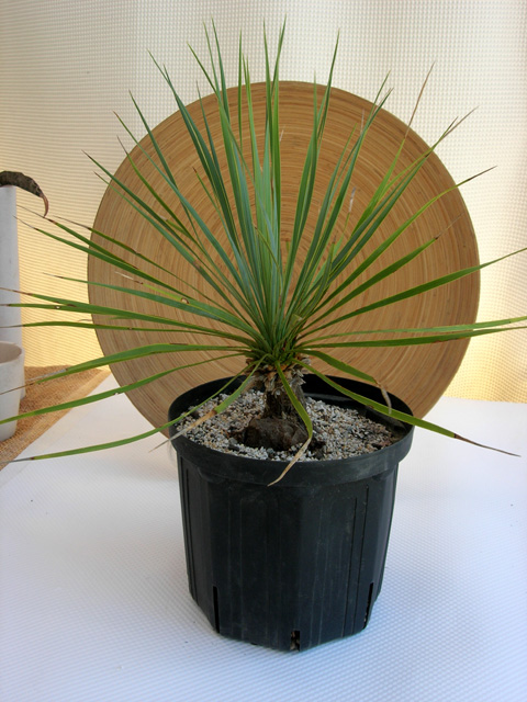 たいへん珍しい稀少品のユッカ・ロストラータ盆栽風 観葉植物の種類が