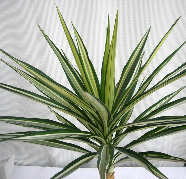 レア物です！ユッカ中斑エレファンテス観葉植物の種類が豊富 通販