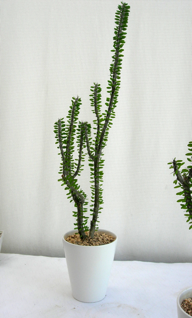 アローディア・アスケンデンス・親株・5号鉢 isla del pescado