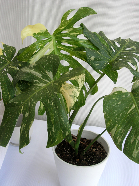 モンステラ72 斑入 マクロコズム デリシオーサ 大株茎 鉢ごと