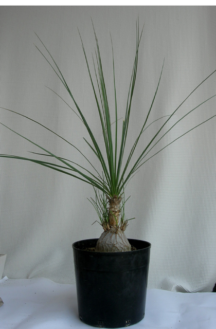 パキポディウム グラキリス 大きめ 発根管理中 観葉植物 ボーカルネア