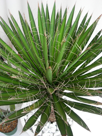 ユッカ バッカタ　フェリフェラ コレクション株　観葉植物 ユッカ バッカタ フェリフェラ コレクション株 観葉植物 ユッカ フィリ