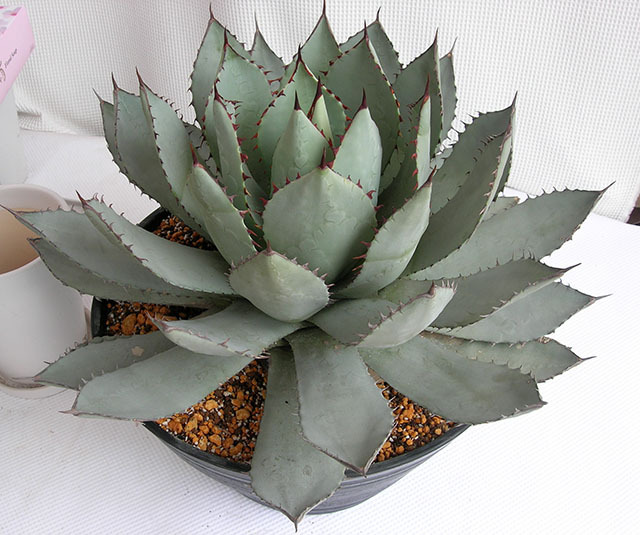 アガベバリー 吉祥天 観葉植物の種類が豊富 通販・販売エドプランツ