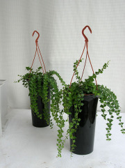 ディスキディア観葉植物通販・販売