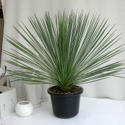 ユッカ　リネアリス観葉植物通販・販売