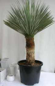 ユッカ・ロストラータH1300観葉植物通販・販売