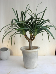 アロエ・プリカチリス観葉植物通販