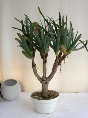 アロエ・プリカチリス観葉植物通販 販売