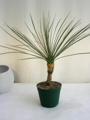 ユッカ・グラウラ観葉植物通販販売