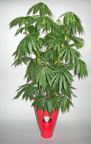 アンスリューム・ポリスキスツムツィード