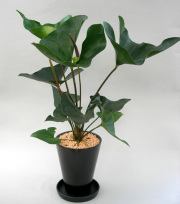 アンスリューム・アロー