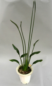 ノンリーフ・ストレリチア(パルビフォリア)