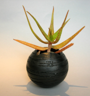 アロエ黄星錦　黒幻地球鉢　