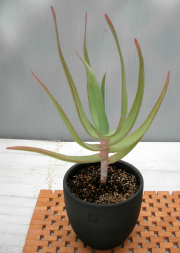 アロエ・スペシオーサ