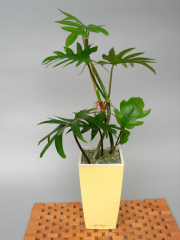 フィロデンドロ・タンゴMini-Cubi