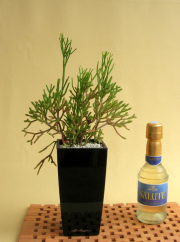 リプサリス  サリニコイデスMini-Cubi