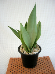 観葉植物の種類が豊富