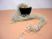 スパニッシュモス　マットブラックプレーンポットS