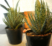 アロエ・ロンギフォーリア