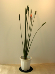 ノンリーフ・ストレリチア(パルビフォリア)