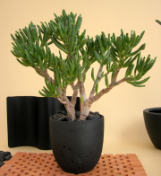 クラッスラ・オウァタ　ゴーラム