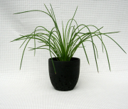 アガベ・ゲミニフローラ