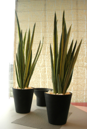 サンスベリア　バンテルズセンセーション