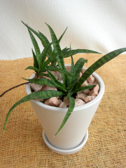 サンセベリア・パルバ