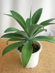 アガベアテナータ 　