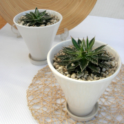 アガベ　白糸の王妃 実生　プレーンポット