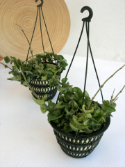 観葉植物ホヤ・コンバクター