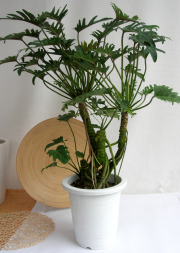 観葉植物・幹上がり美品のクッカバラ　スタイリッシュ