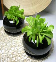 ペペロニア・ドフプリフォルメ ブラックボール