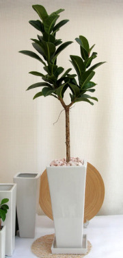 フィカスアポロゴム 観葉植物販売