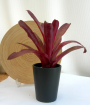 ビルベルギアSP　黒マット