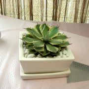 アガベ吉祥冠・陶器四角鉢インテリアグリーン
