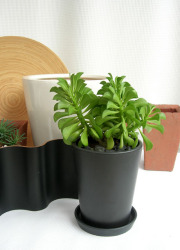 ペペロニア・ドフプリフォルメ