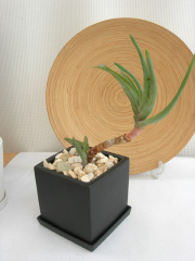 アロエ・リネアタ古木　マッドブラックM