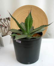 アガベ・フェロックス