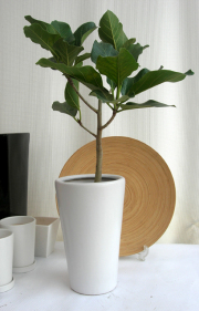 フィカス・アルテシマ　ホワイトマット観葉植物　通販