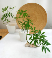 シェフレラ・コンパクター作り込み　パウダーストーンB観葉植物通販・販売