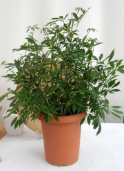シェフレラ・コンパクター　8寸鉢観葉植物通販・販売