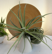 チランジア　ドーラティ 特大エアプランツ観葉植物通販・販売